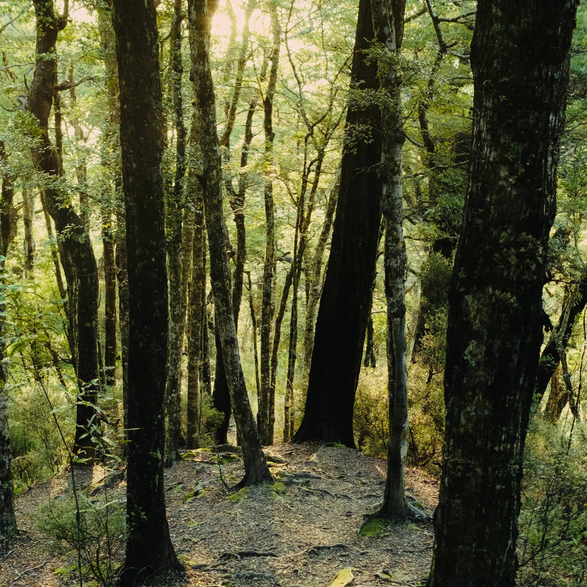 B GreenCedar PDP webp 1