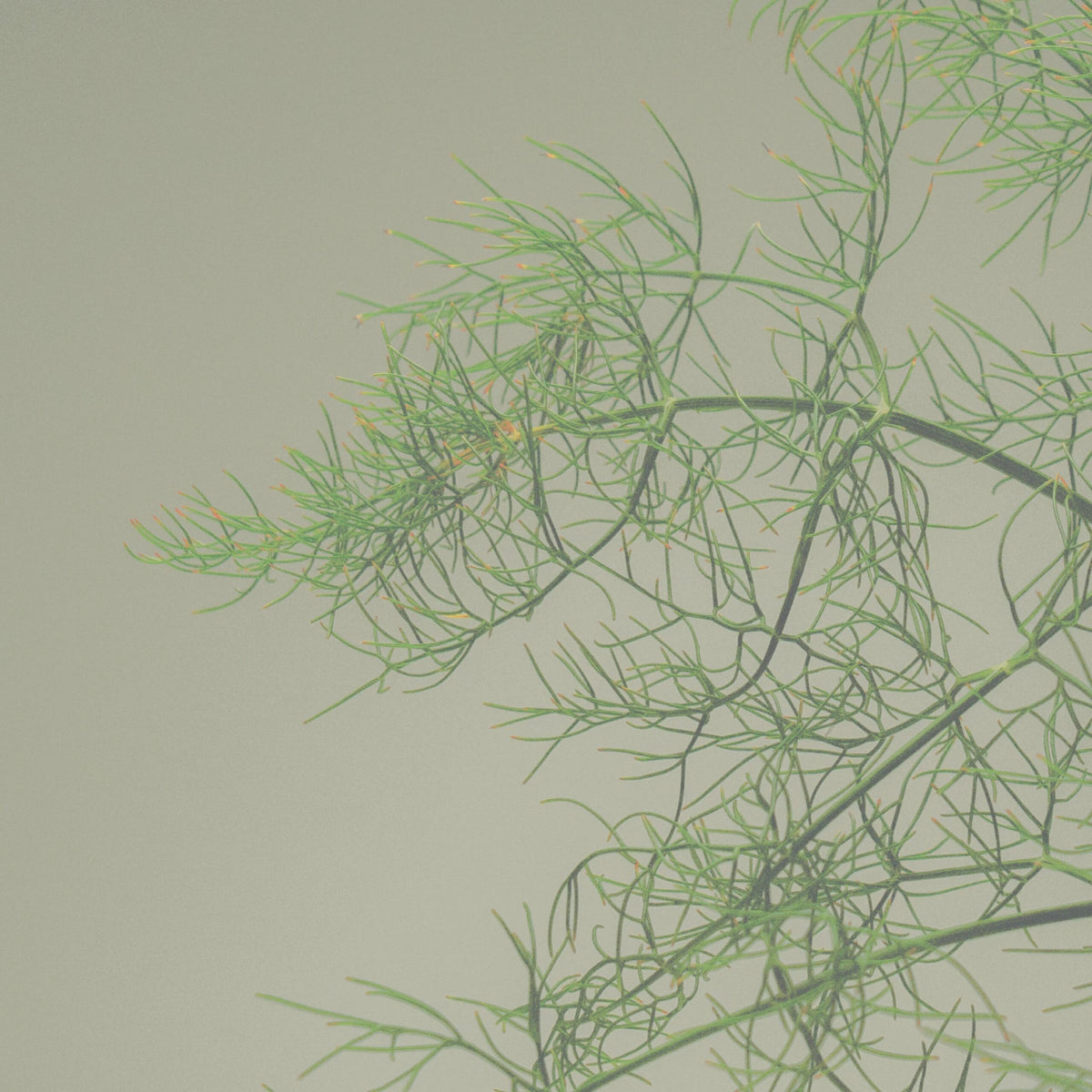 Image 137 scaled
