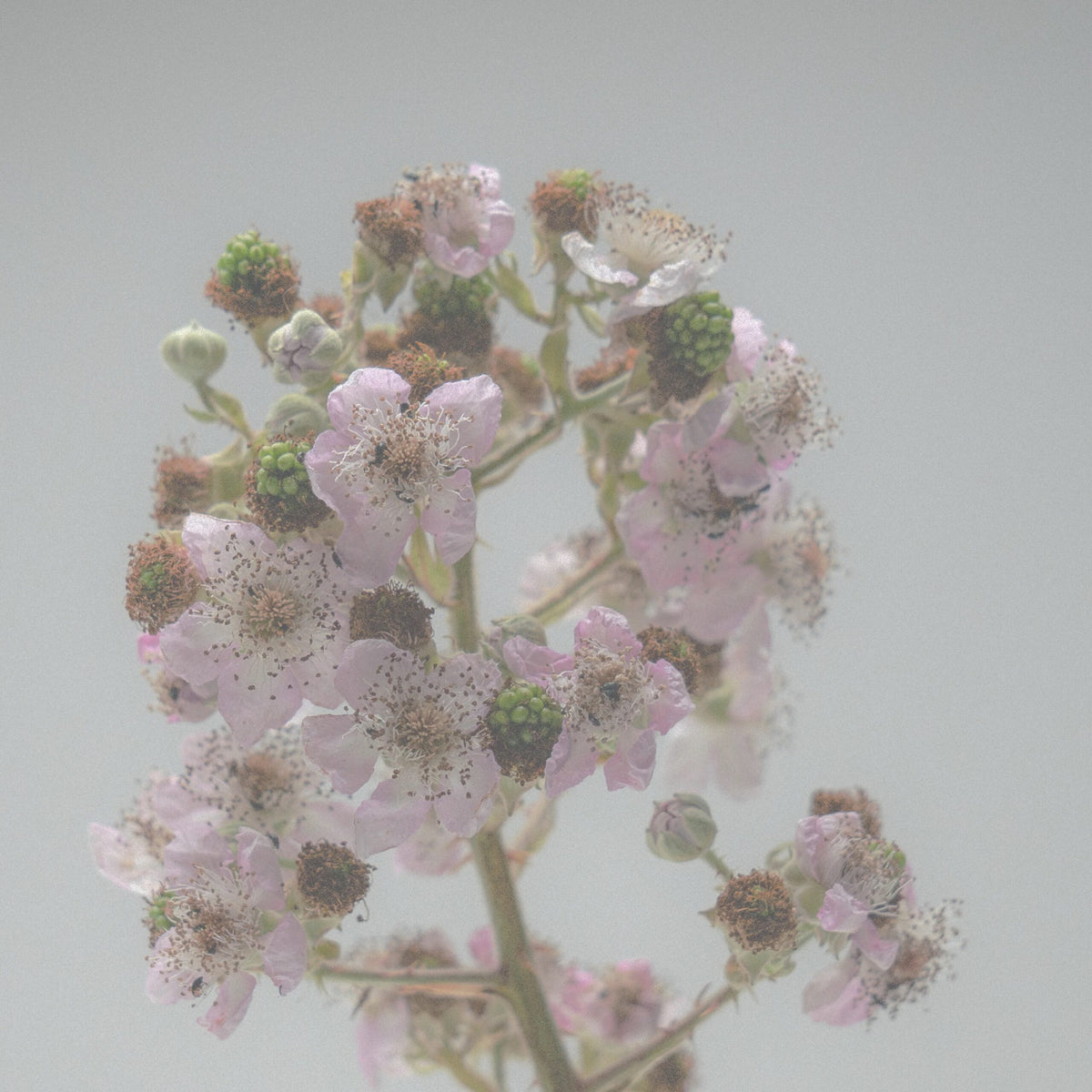 Image 149 scaled