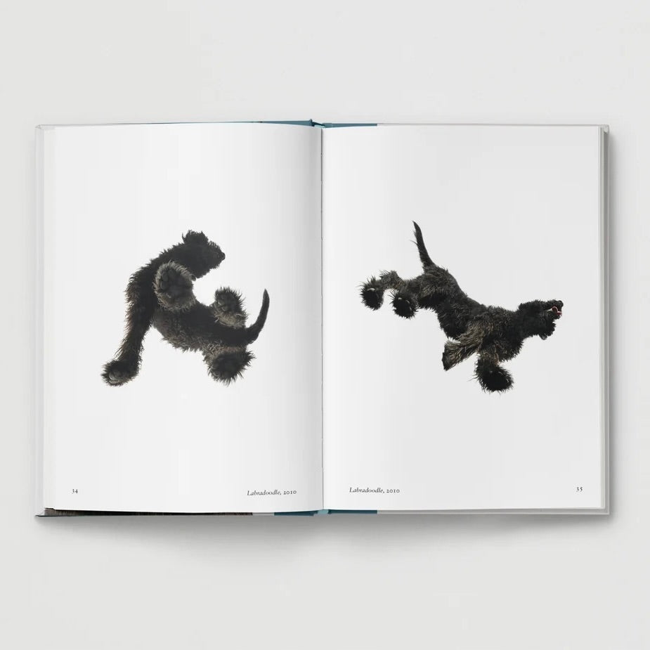 New Photography of the Dog.