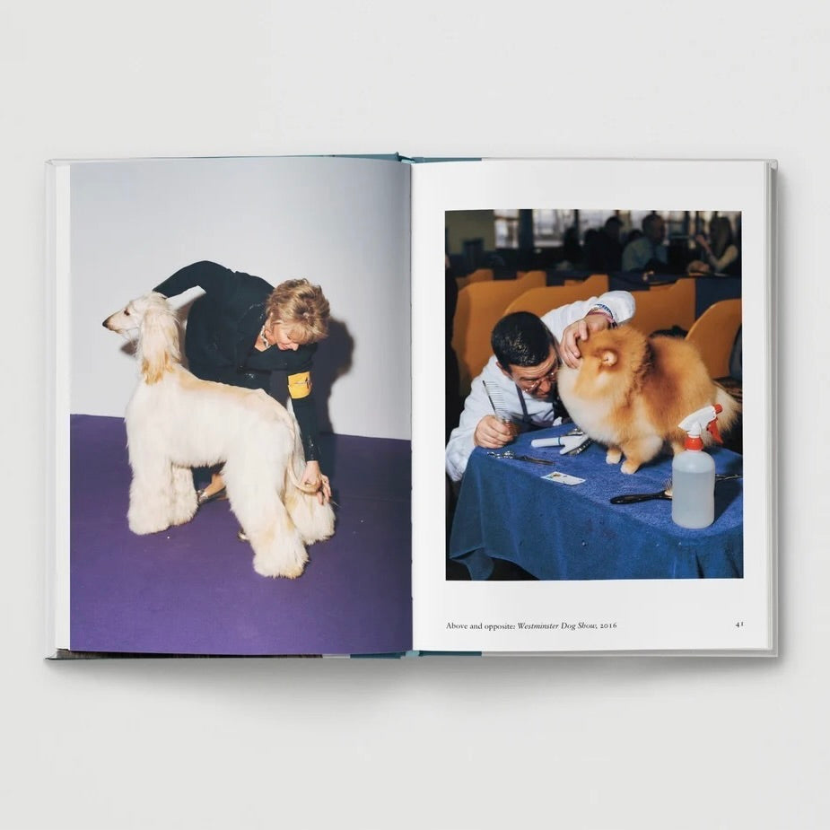 New Photography of the Dog.
