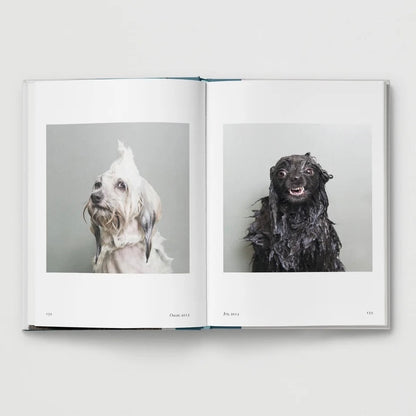 New Photography of the Dog.
