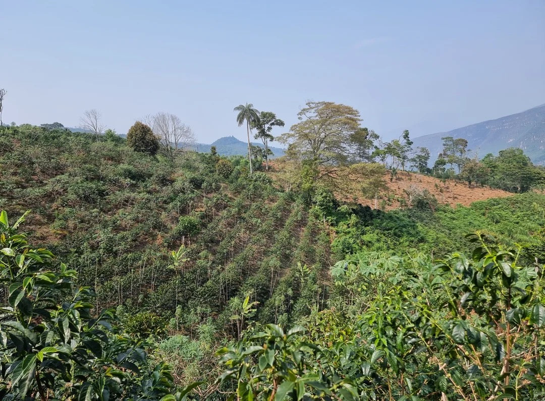 Campbell & Syme - Roger Chilcon, Peru 250g