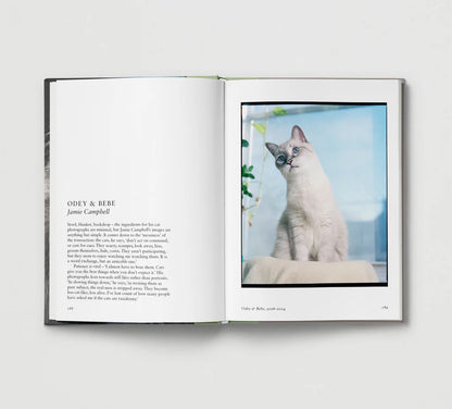 New Photography of the Cat.