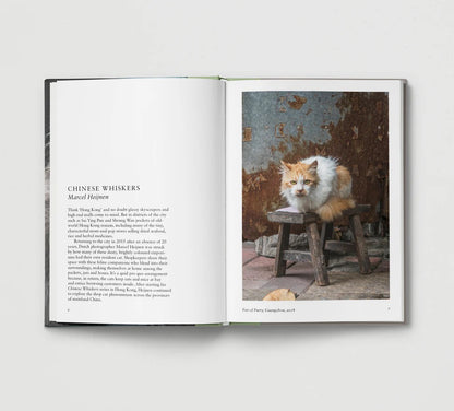 New Photography of the Cat.