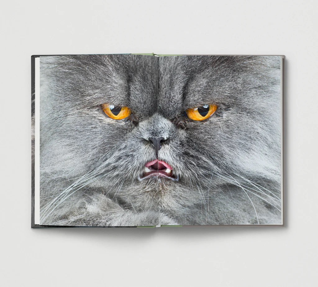 New Photography of the Cat.