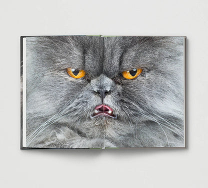 New Photography of the Cat.
