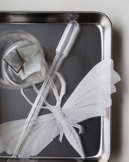 Perfume Who Mothlight EDP 30ml