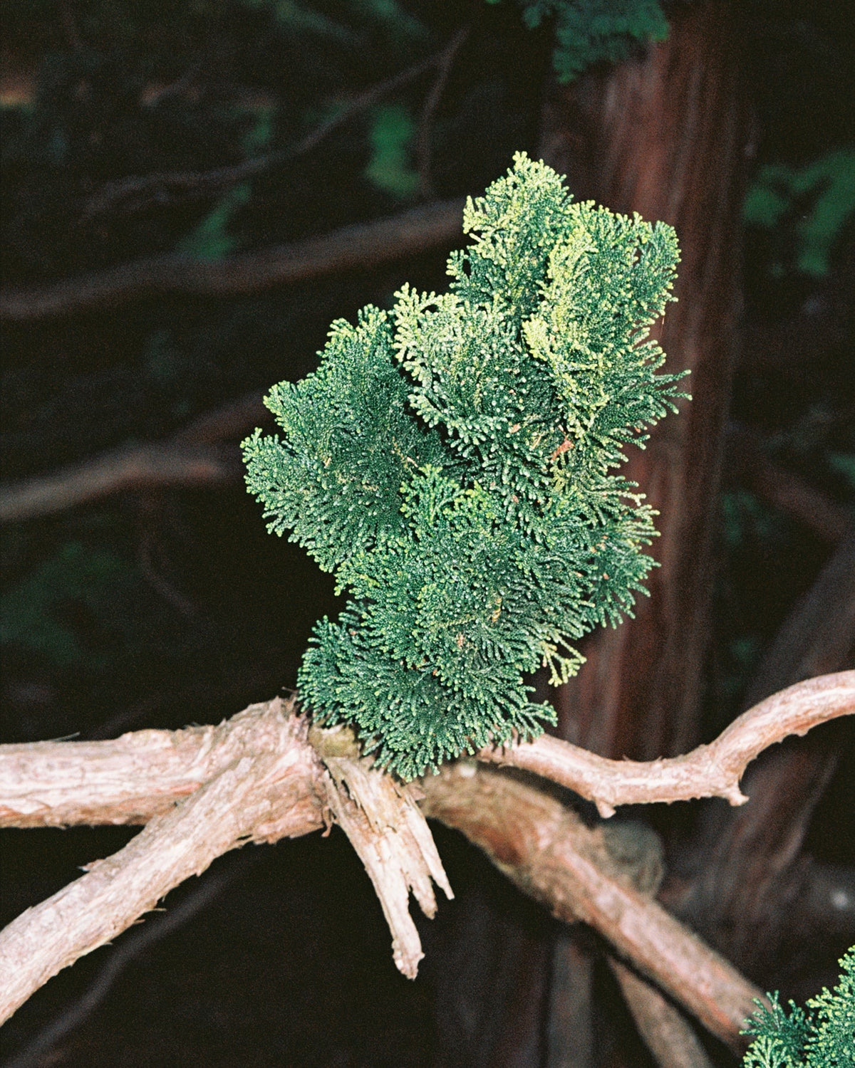 L:A BRUKET Mini Scented Candle 50g