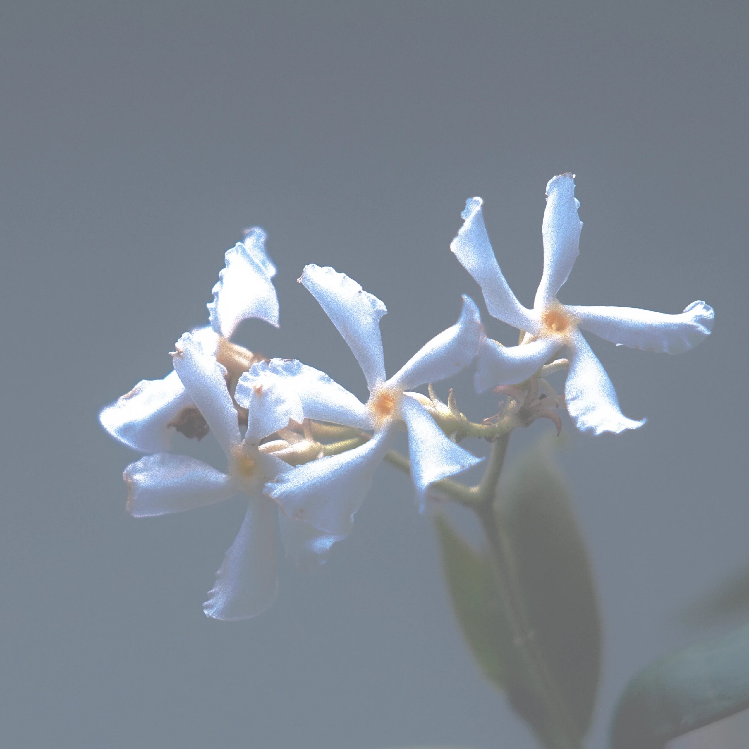 Haeckels Candle 240ml - Image 3